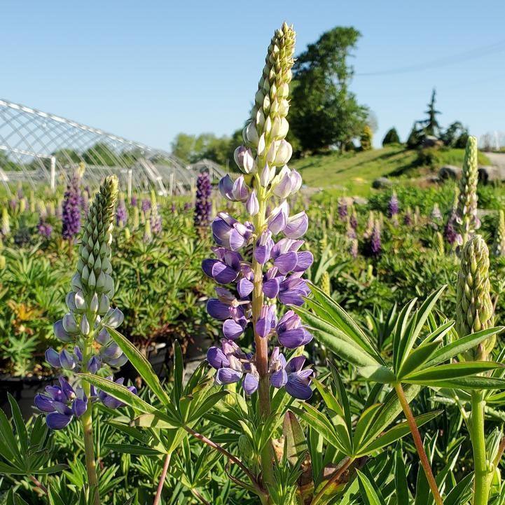 Lupinus 'Gallery Blue'