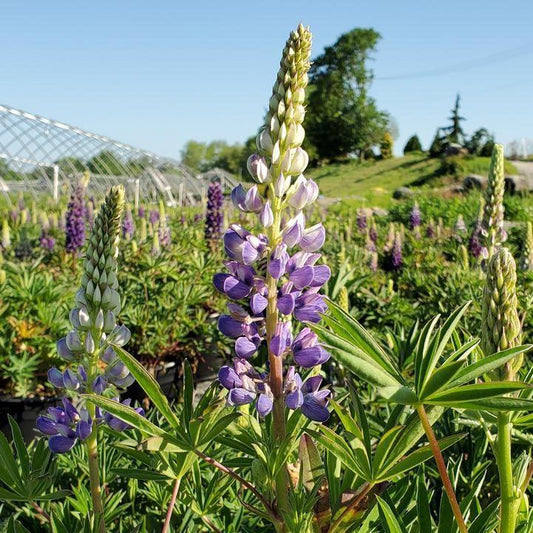 Lupinus 'Gallery Blue'