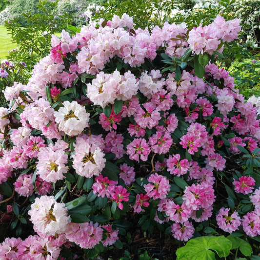 Rhododendron yakushimanum - Yaku Prince Rhododendron