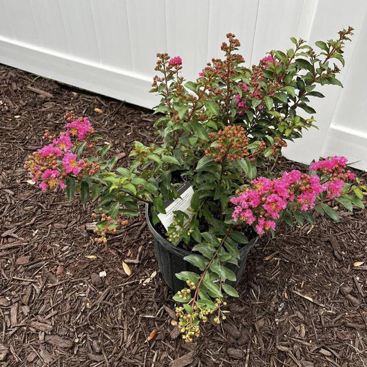 Lagerstroemia - GreatMyrtle™ Cherry Delight Crape Myrtle