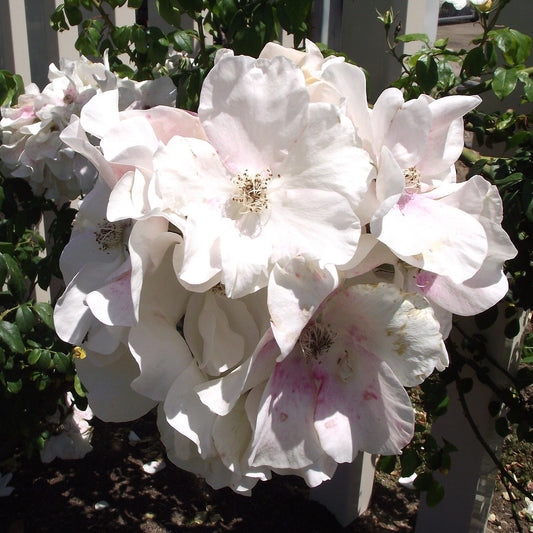 Rosa - Sally Holmes Climbing Rose