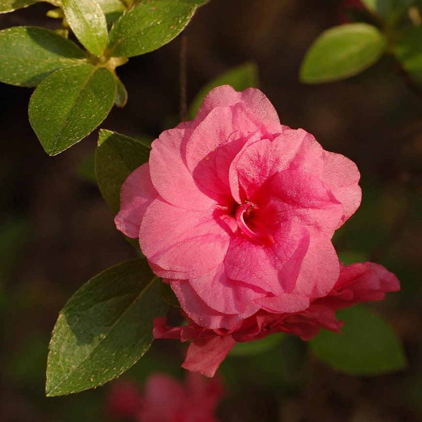 Azalea - Rosebud Azalea