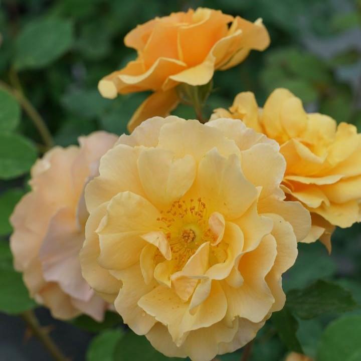 Rosa x - Rise Up® Amberness® Climbing Rose