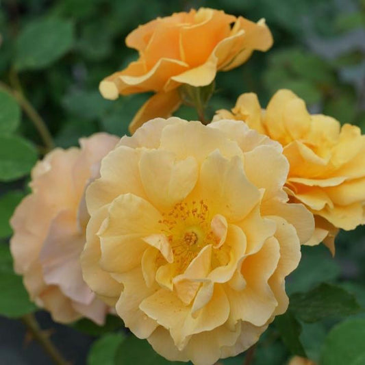 Rosa x - Rise Up® Amberness® Climbing Rose