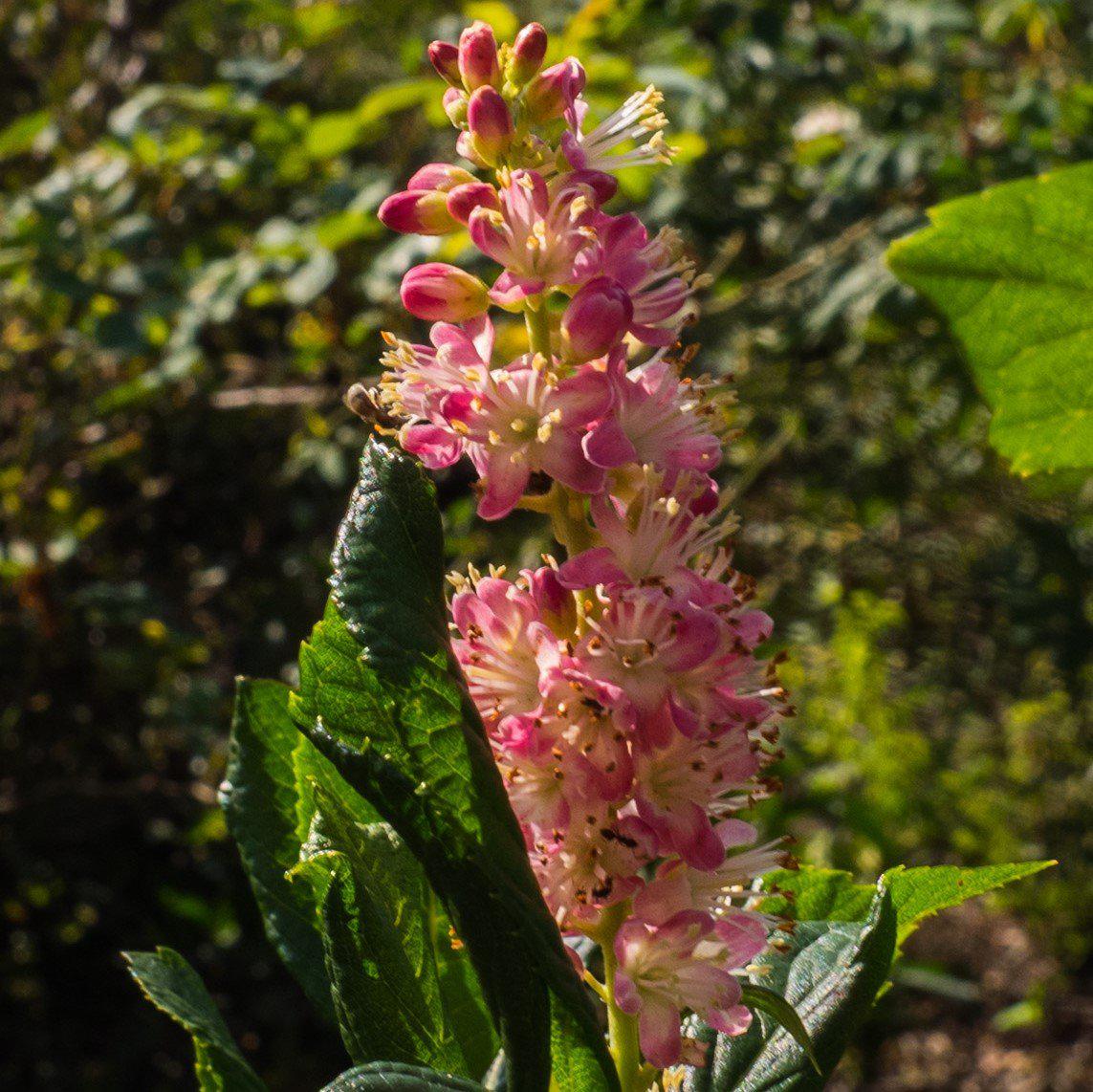 Clethra alnifolia - Ruby Spice Summersweet