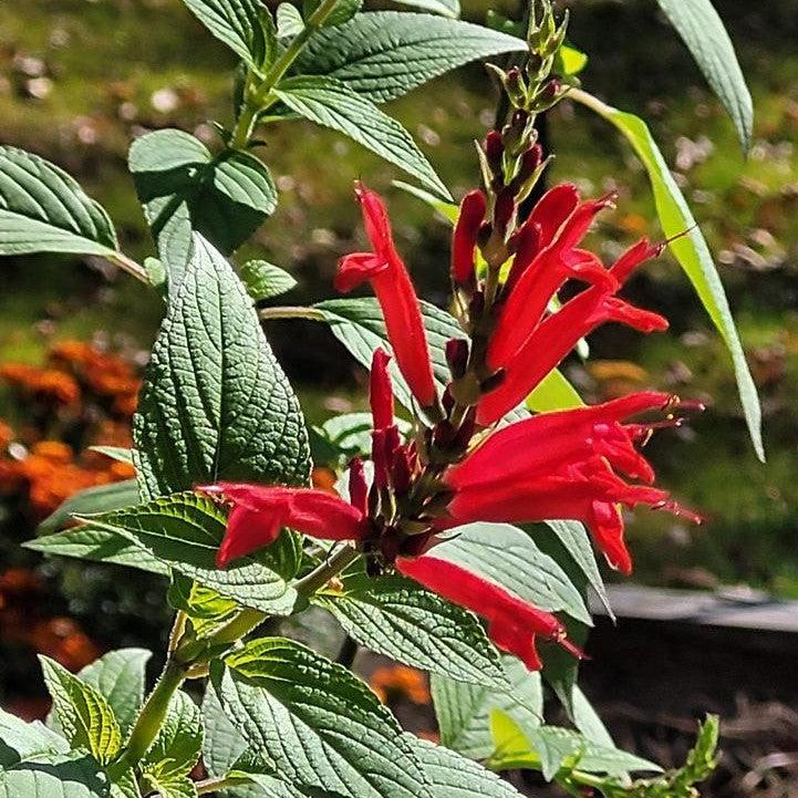 Salvia elegans  - Pineapple Sage