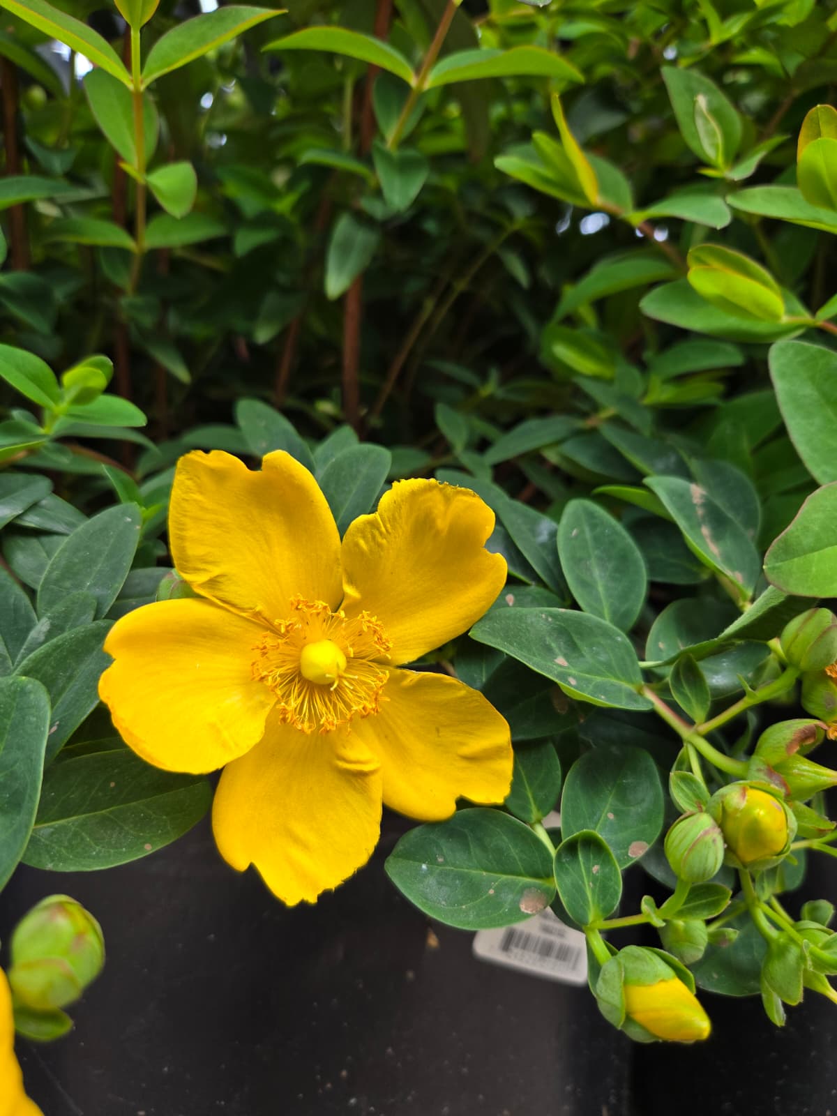 Hypericum patulum - Hidcote St. John's Wort