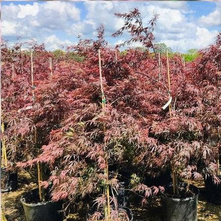 Acer palmatum var. dissectum - Tamukeyama Japanese Maple