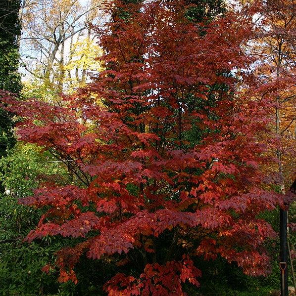 Cornus - Kousa Dogwood