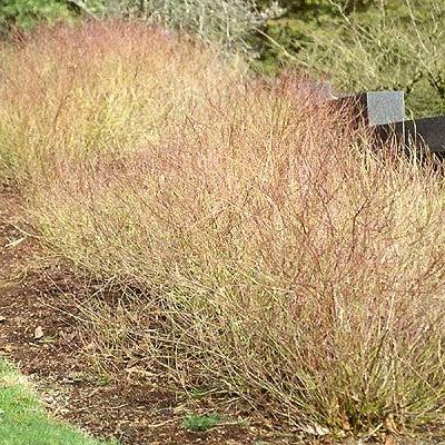 Cornus sericea - Kelseyi Red Twig Dogwood