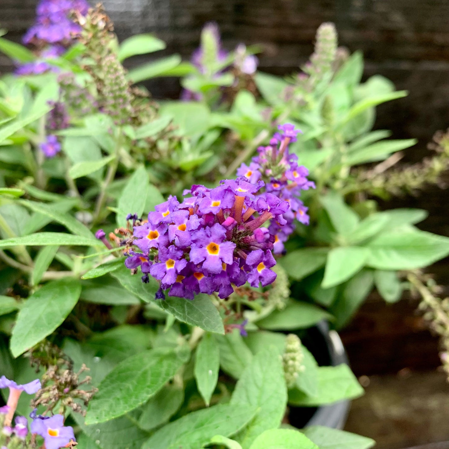 Buddleia davidii - Pugster Blue® Dwarf Butterfly Bush