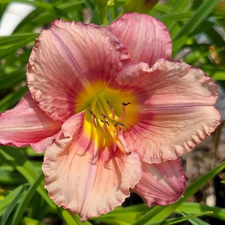 Hemerocallis - Stephanie Returns Daylily