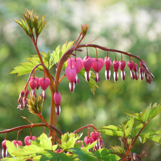 Dicentra spectabilis - Gold Heart Bleeding Heart
