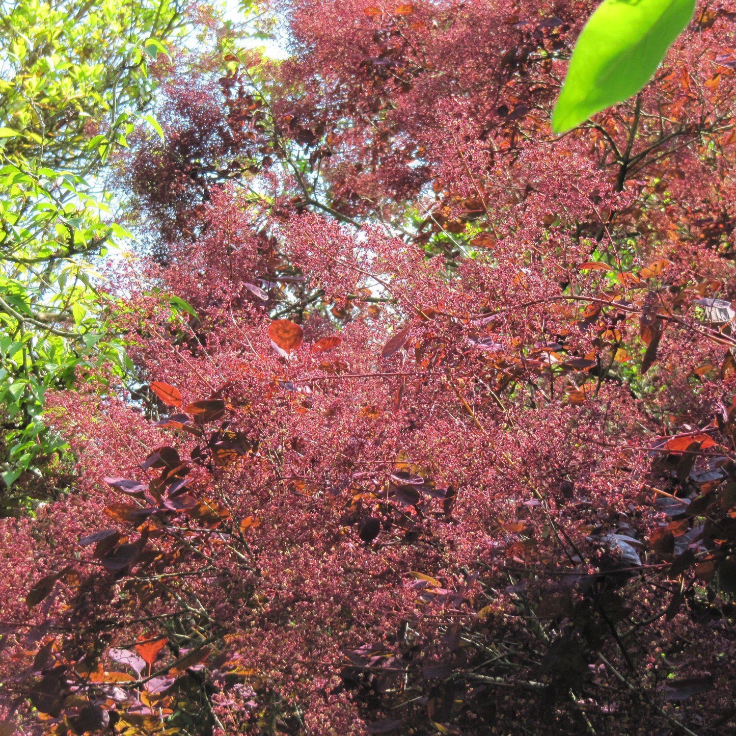 Cotinus coggygria - Royal Purple Smoke Tree