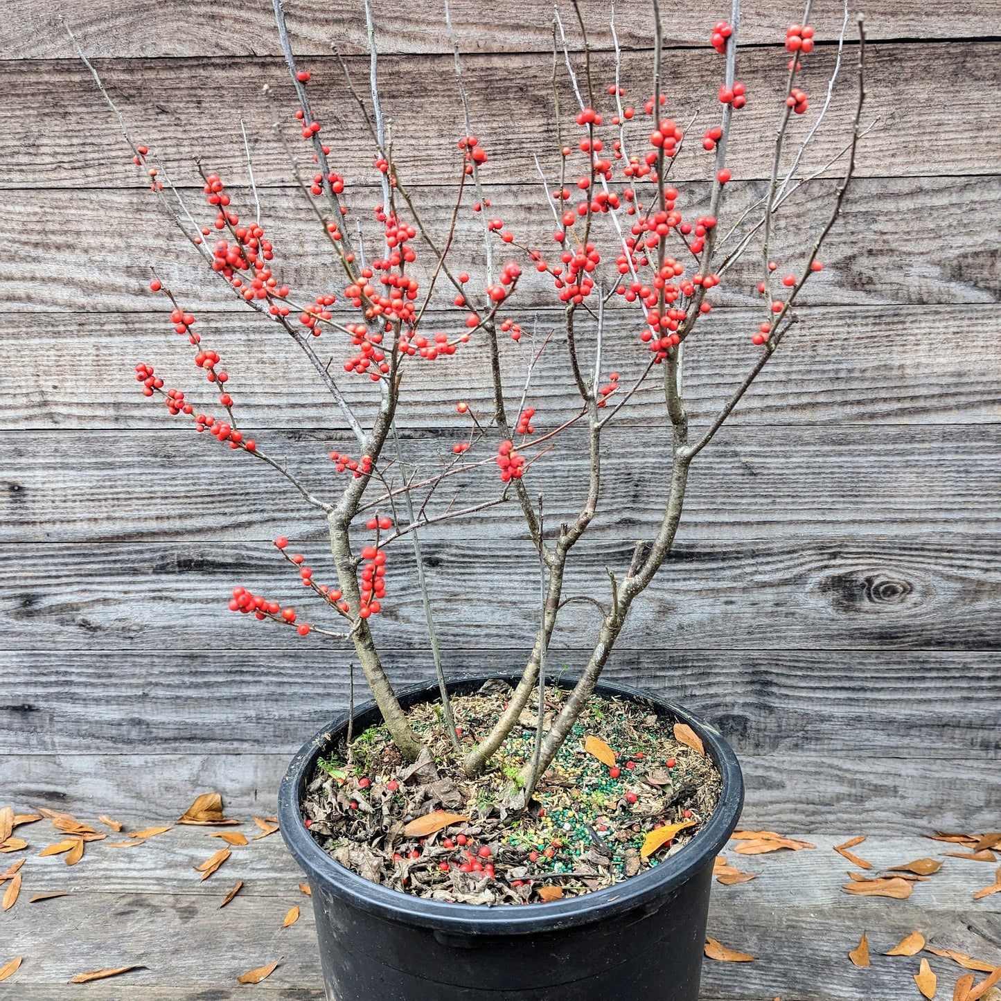 Ilex verticillata  - Winter Red Winterberry