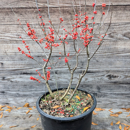 Ilex verticillata  - Winter Red Winterberry