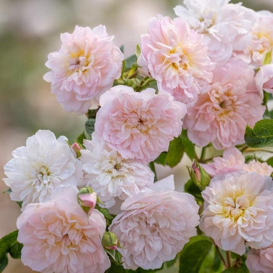 Rosa - Elizabeth® Rose