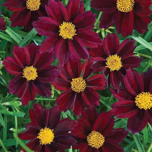 Coreopsis x - Big Bang™ Mercury Rising Tickseed