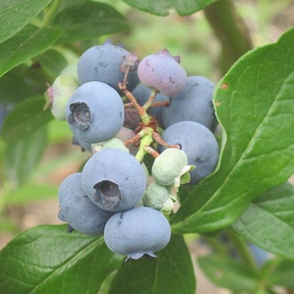 Vaccinium corymbosum - Patriot Highbush Blueberry