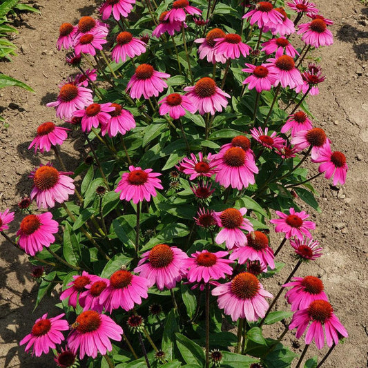 Echinacea x - Sombrero® Rosada Coneflower