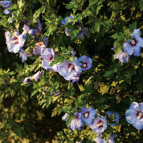 Hibiscus syriacus - Azurri Blue Satin® Rose of Sharon