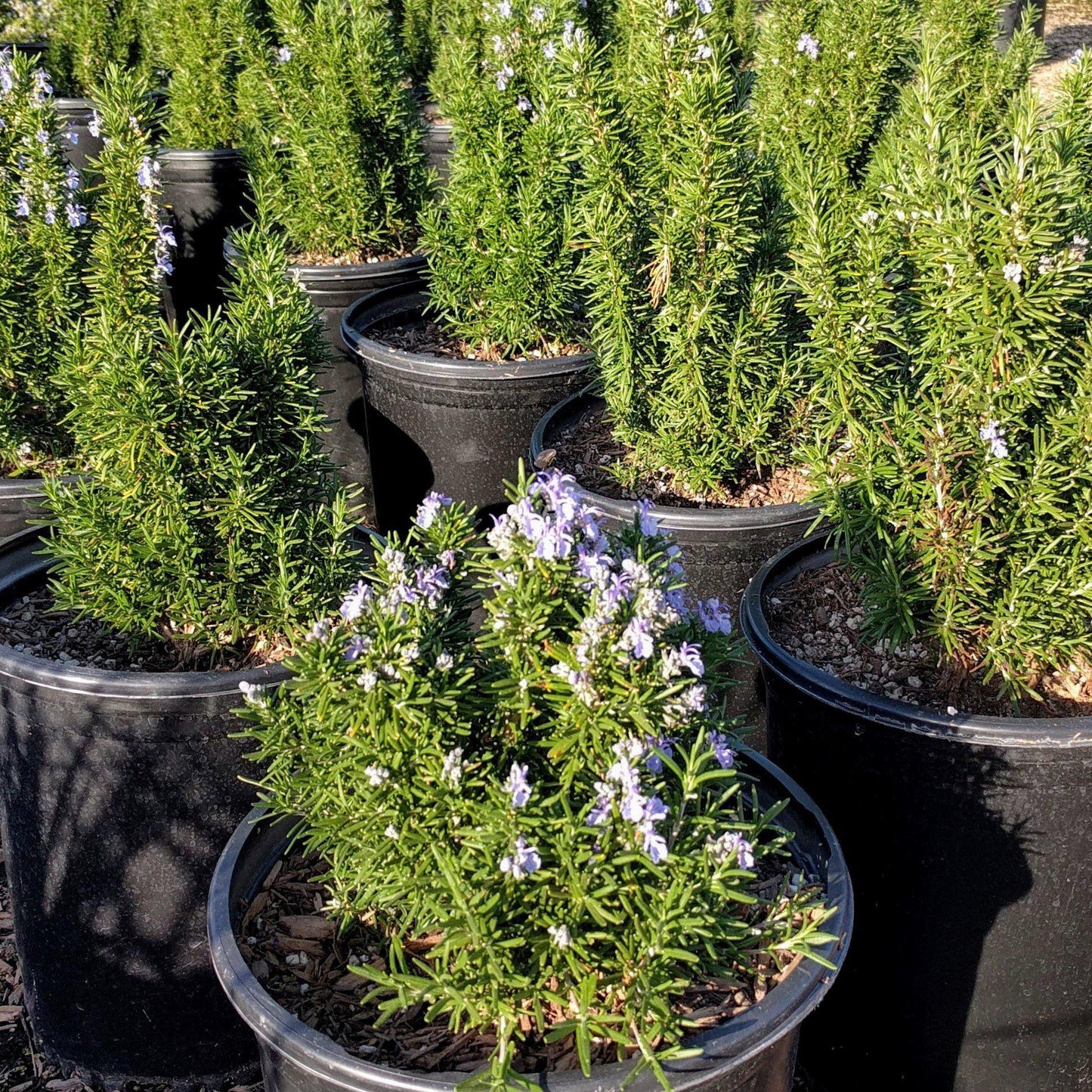 Rosmarinus officinalis - Tuscan Blue Rosemary