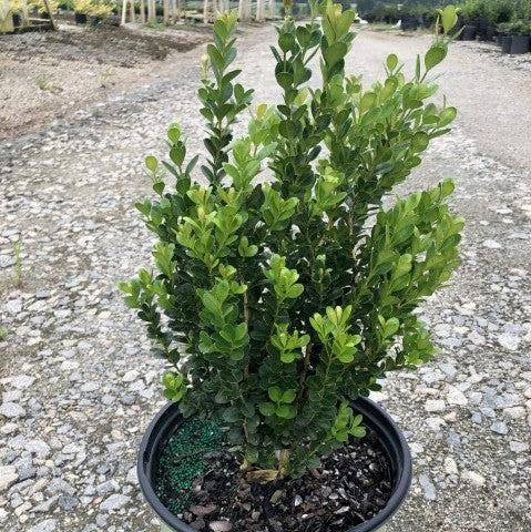 Buxus ‘SB300’  - NewGen™ Freedom® Boxwood