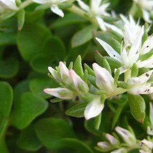 Sedum ternatum - Larinem Park Three-Leaved Stonecrop