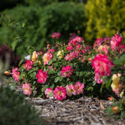 Rosa - Campfire Rose