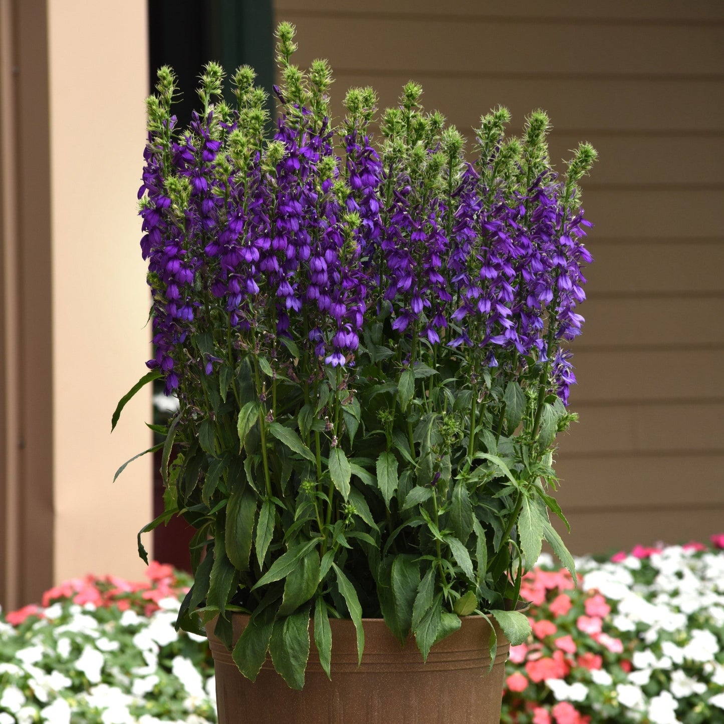 Lobelia x speciosa - Starship™ Blue Cardinal Flower