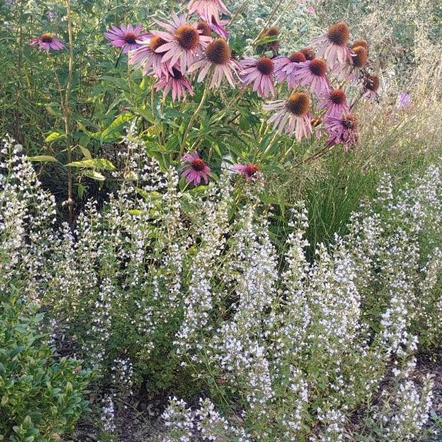 Calamintha nepeta - Triumphator Calamint
