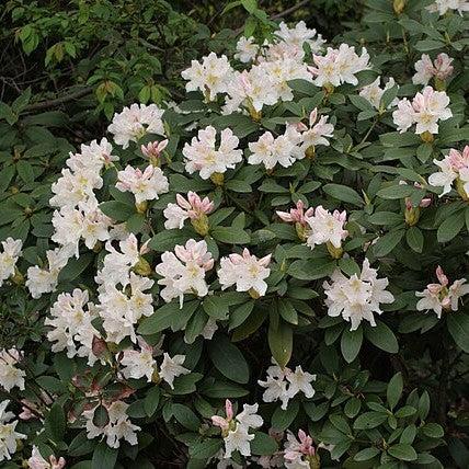 Rhododendron 'Cunningham's White'