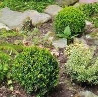 Buxus microphylla japonica - Baby Gem™ Boxwood