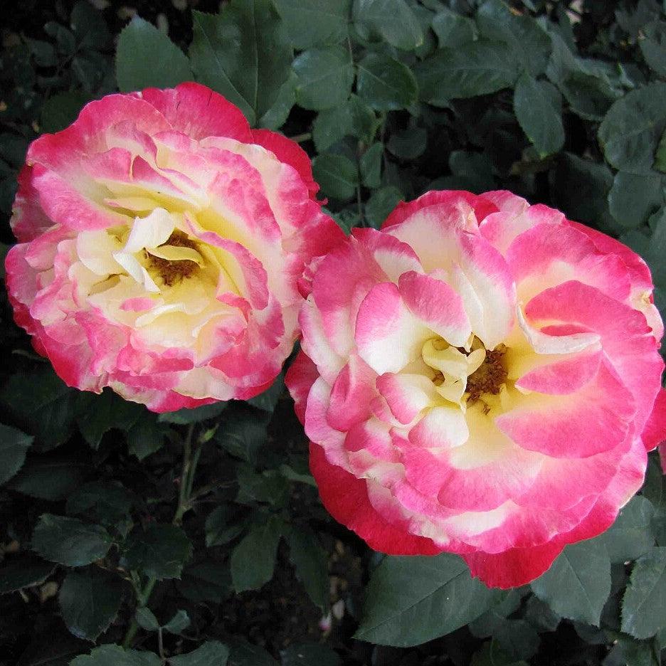 Rosa - Double Delight™ Rose