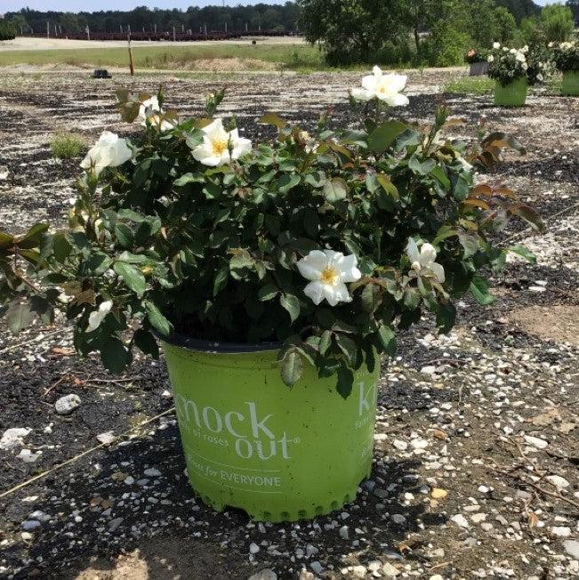 Rosa  - White Knock Out® Rose