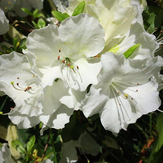 Rhododendron - Pleasant White Azalea
