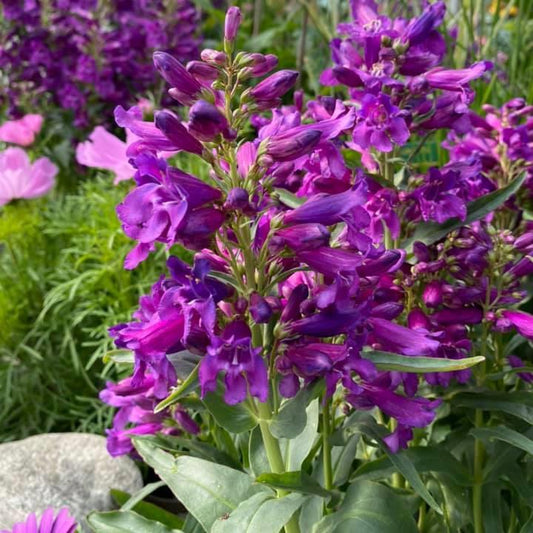 Penstemon - Pristine Lilac Purple Beardtongue