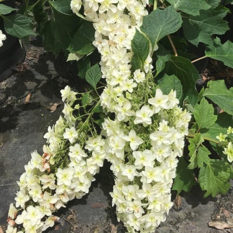 Hydrangea quercifolia - Snowcicle Hydrangea