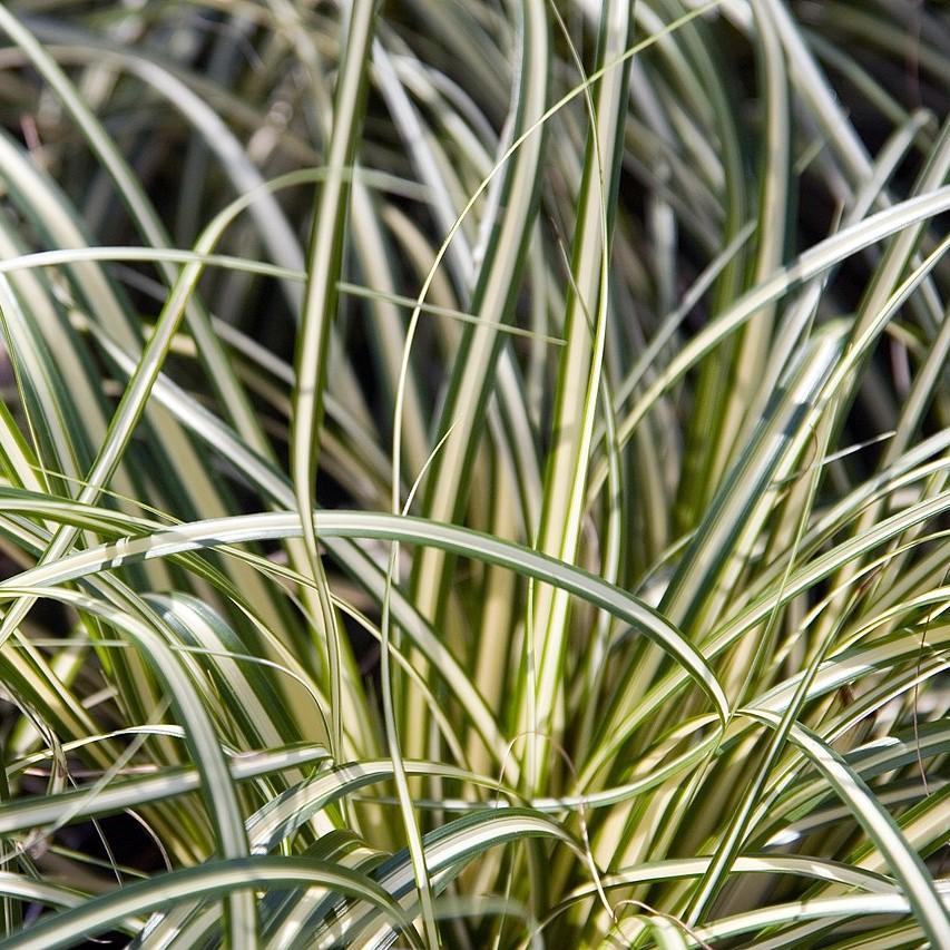 Carex oshimensis - Evergold Variegated Sedge