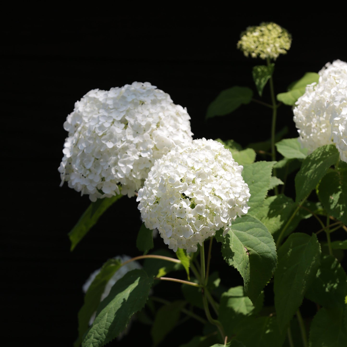 Hydrangea arborescens - Mophead Hydrangea, Annabelle Hydrangea
