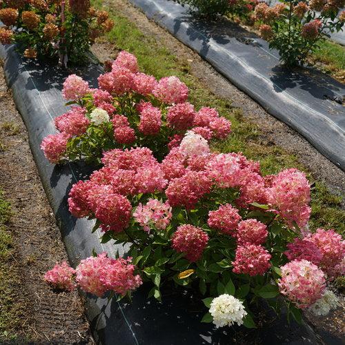 Hydrangea paniculata - Proven Winners® Fire Light Tidbit® Hydrangea