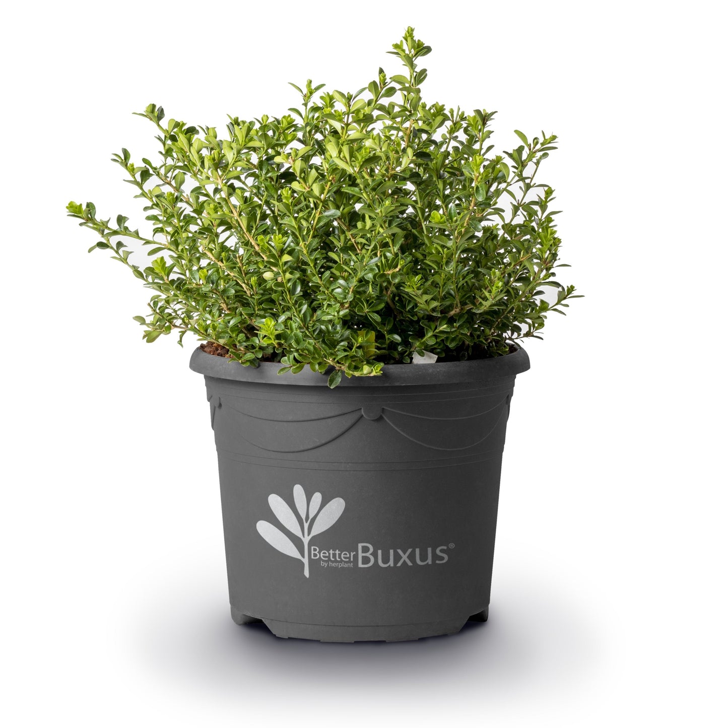 BetterBoxwood® Renaissance™ Boxwood