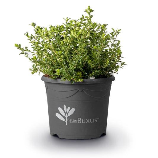 BetterBoxwood® Renaissance™ Boxwood