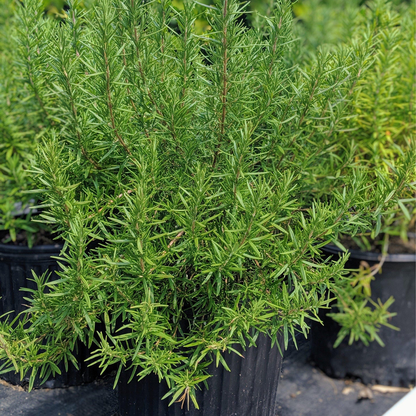 Rosmarinus officinalis - Tuscan Blue Rosemary