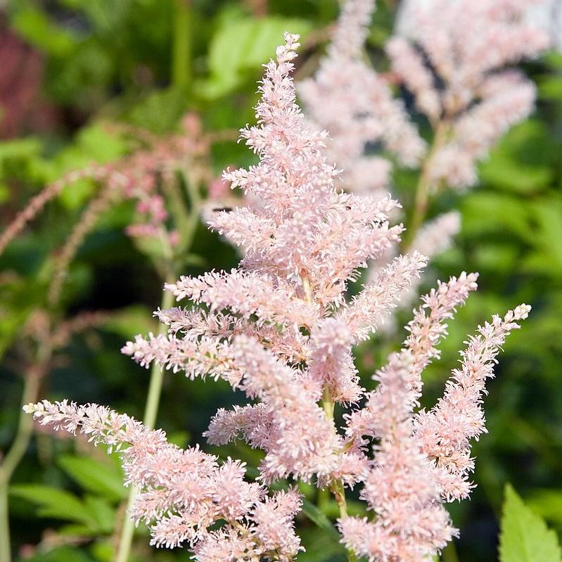Astilbe japonica - Peach Blossom Japanese Astilbe