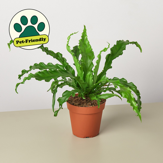 Bird‚Äôs Nest 'Victoria' Fern