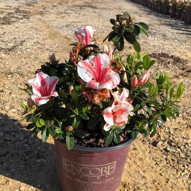 Encore® Autumn Starburst™ Azalea