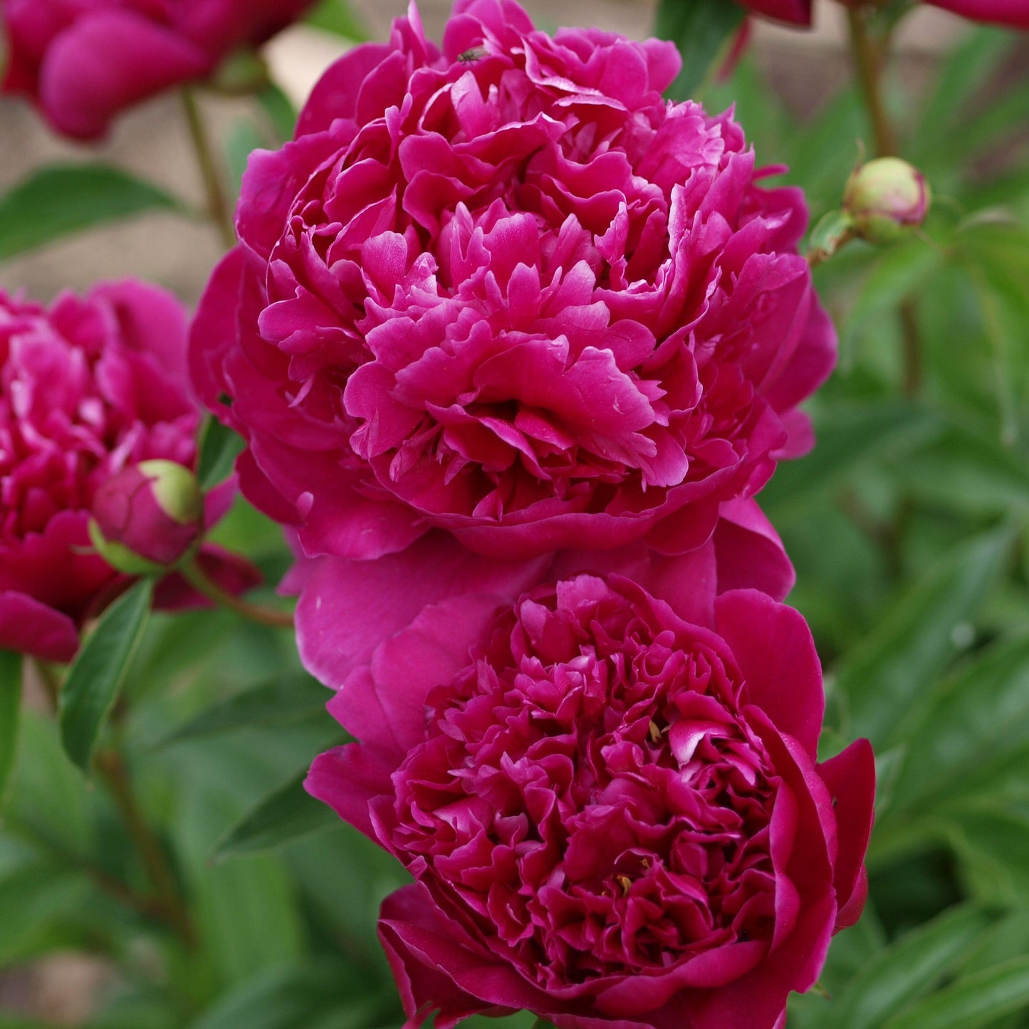 Paeonia lactiflora - Kansas Peony