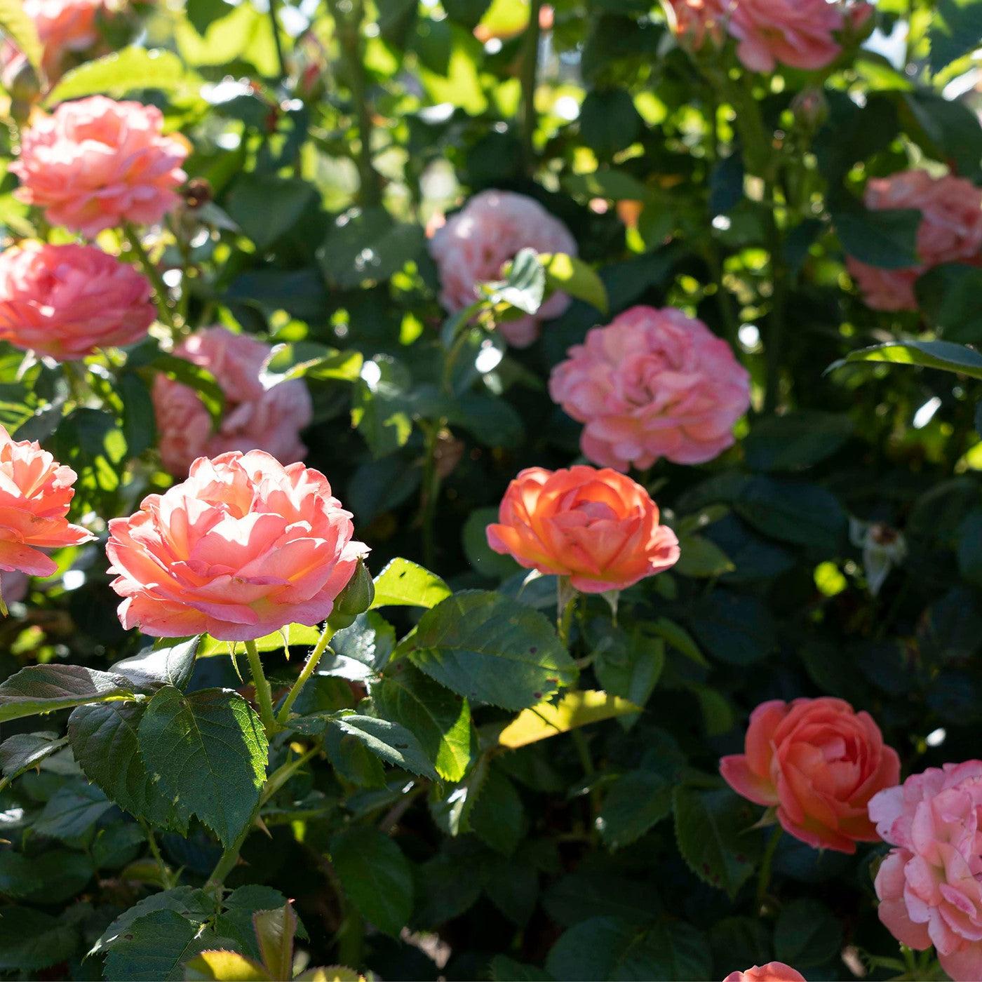 Rosa - Orange Glow™ Knock Out® Rose