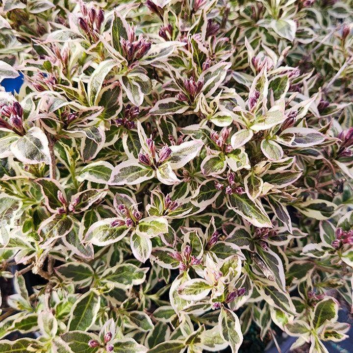 Weigela florida - My Monet Purple Effect® Weigela